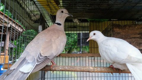 Mitos Burung Puter Coklat, Dianggap Pembawa Keberuntungan hingga Penolak Ilmu Hitam