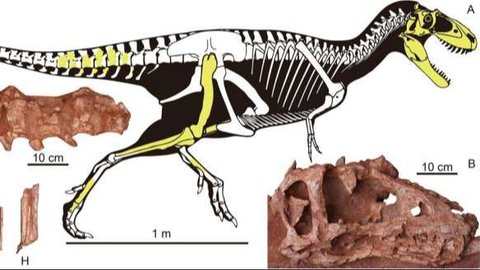 Ilmuwan Temukan Spesies Baru Dinosaurus yang Hidup 72 Juta Tahun Lalu, Panjangnya Sampai 4 Meter