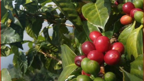 Harga Jual Kopi Temanggung Meningkat hingga 300 Persen, Ini Fakta di Baliknya