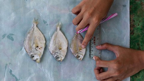 FOTO: Intip Proses Pembuatan Susu dari Bahan Dasar Ikan di Indramayu