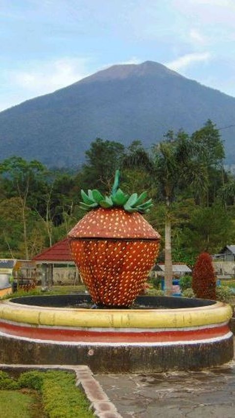 Mengunjungi Kebun Stroberi di Lereng Gunung Slamet, Liburan Murah Meriah Sembari Melepas Penat