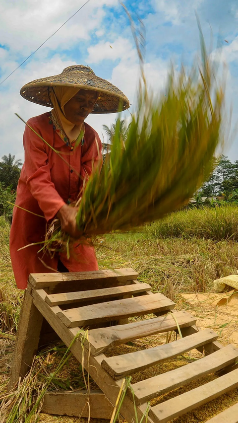 FOTO: Dampak Gagal Panen, Harga Gabah Melonjak Tinggi Rp750 Ribu per Kwintal