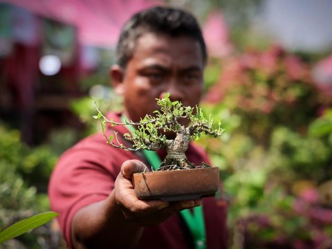 Menkop UKM: Koperasi Pemasaran Jahema Bonsai Sejahtera Perkuat Terwujudnya Ekspor Bonsai