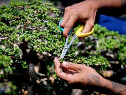 Menkop UKM: Koperasi Pemasaran Jahema Bonsai Sejahtera Perkuat Terwujudnya Ekspor Bonsai