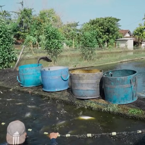 Satu Desa Panen Cuan, Ini Kisah Inspiratif Para Petani Tulungagung Kompak Budi Daya Ikan Patin