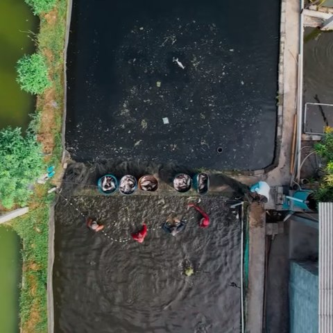 Satu Desa Panen Cuan, Ini Kisah Inspiratif Para Petani Tulungagung Kompak Budi Daya Ikan Patin