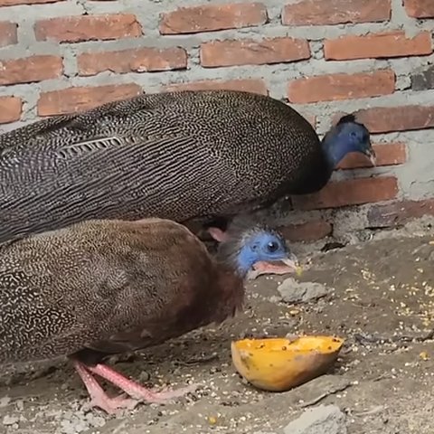 Sempat Dianggap Punah, Begini Penampakan Burung Kuau Raja Maskot Sumatera Barat