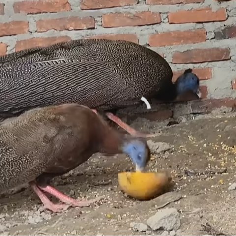 Sempat Dianggap Punah, Begini Penampakan Burung Kuau Raja Maskot Sumatera Barat