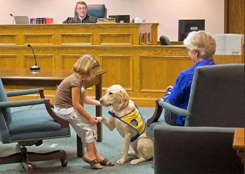 Ibu Hamil Keguguran Akibat Diseruduk Anjing, Pemilik Hewan Didenda Rp 193 juta