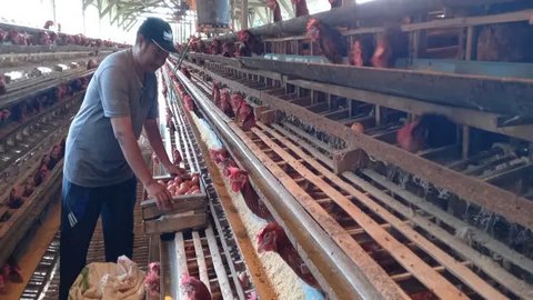 Jarang Terjadi, Potret Telur Ayam Kuning  Menjadi Putih dan Hijau, Ilmuan Ungkap Penyebabnya