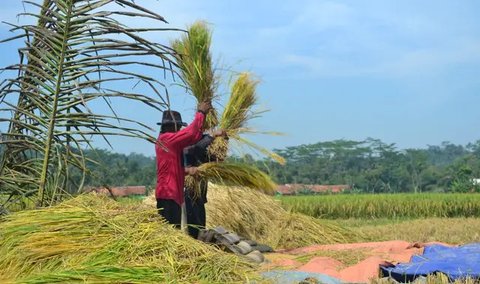 Gus Baha Tegas Sebut Petani Lebih Hebat dari Menteri Pertanian: Kontribusinya Nyata!