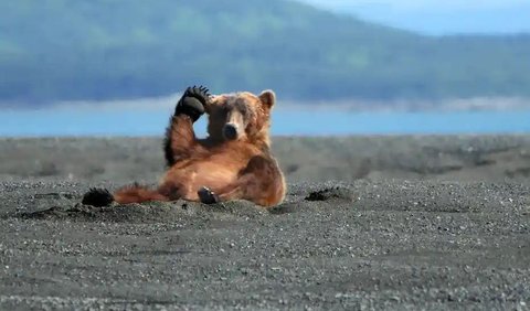 Waving Bear by Alan Vernon, 2007 