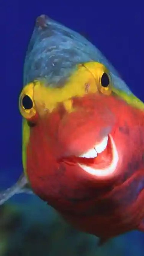 Smiley The Fish by Arturo Telle Thiemann, 2015