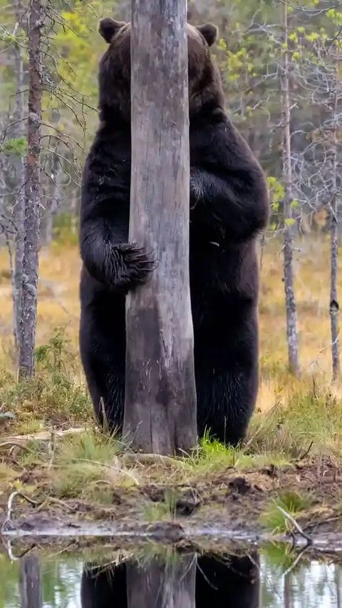  Shy Bear by Esa Ringbom, 2020