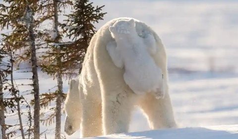 Polar Bear Cub Grabs a Ride by Daisy Gilardini, 2015