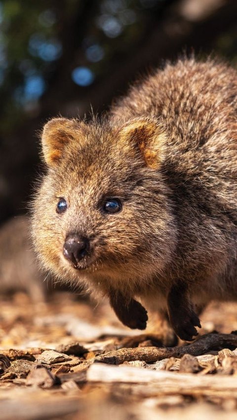 9. Quokka<br>