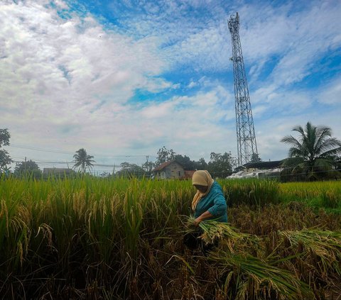 FOTO: Petani Padi Semringah Harga Gabah Kering Naik