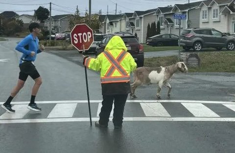 Bikin Heboh, Kambing Ikut Lomba Maraton Diteriaki Penonton Sampai Finish Dapat Medali