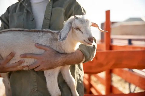 Bikin Heboh, Kambing Ikut Lomba Maraton Diteriaki Penonton Sampai Finish Dapat Medali