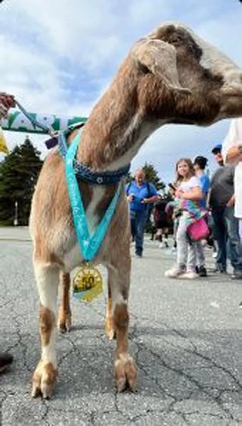 Bikin Heboh, Kambing Ikut Lomba Maraton Diteriaki Penonton Sampai Finish Dapat Medali