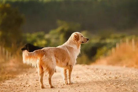 Demi Penjarakan Peracun Anjing Peliharaannya, Wanita ini Rela Belajar Ilmu Hukum Selama 700 Hari