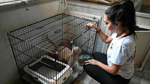 FOTO: Nasib Kucing-Kucing di Lebanon Ditinggalkan Pemiliknya Akibat Serangan Udara Israel