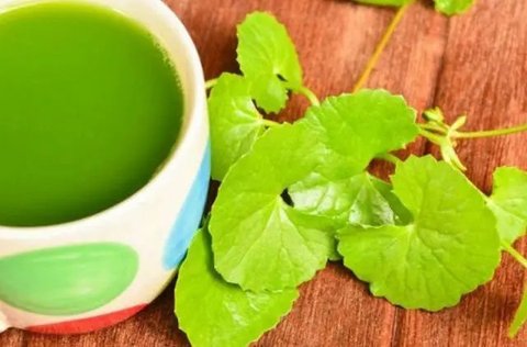 3 Resep Jamu Dari Rebusan Daun, Solusi Herbal untuk Menurunkan Kolesterol dan Mengatasi Tekanan Darah Tinggi