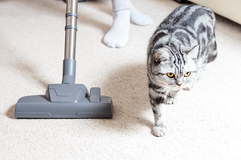 9 Trik Ampuh Menghilangkan Bulu Kucing dari Karpet yang Jarang Diketahui Orang, Salah Satunya Pakai Bahan Dapur Ini