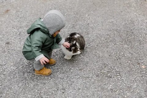 Manfaat Kucing Bagi Kesehatan Menurut Sains