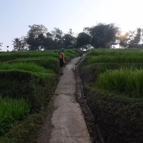 Viral Pemandangan Sawah Cisema Banjaran di Bandung, Intip Keindahannya yang Mirip Lukisan