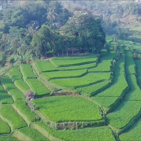 Viral Pemandangan Sawah Cisema Banjaran di Bandung, Intip Keindahannya yang Mirip Lukisan