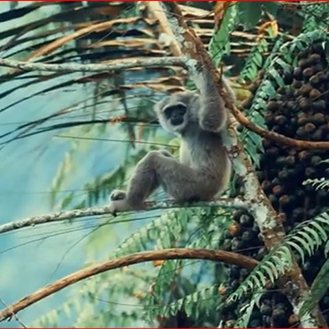 Cerita Konservasi Owa Jawa di Hutan Petungkriyono Pekalongan, Ubah Mindset Warga dari Pemburu Jadi Pelindung