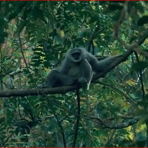 Cerita Konservasi Owa Jawa di Hutan Petungkriyono Pekalongan, Ubah Mindset Warga dari Pemburu Jadi Pelindung