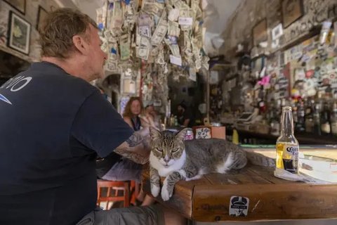 Kucing-kucing ini Bergelimang Hidup Mewah, Tinggal di Hotel Bintang Lima hingga Gedung Putih