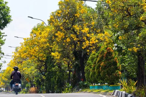 Potret Indahnya Bunga Tabebuya yang Sedang Mekar di Malang dan Surabaya, Buat Serasa di Jepang