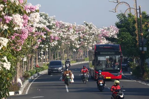 Potret Indahnya Bunga Tabebuya yang Sedang Mekar di Malang dan Surabaya, Buat Serasa di Jepang