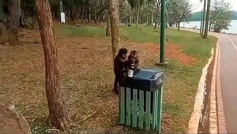 Momen Monyet Mabuk Berat Gara-Gara Minum Miras dari Tempat Sampah, Lucu Sekaligus Miris