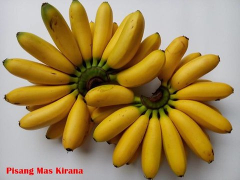 Mencicipi Pisang Mas Kirana Lumajang, Buah Favorit Warga Eropa hingga Tiongkok