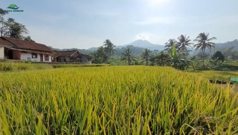 Kampung di Sumedang Ini Idaman Banget, Dikelilingi Sawah dan Punya Mata Air Jernih