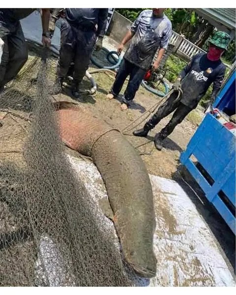 Detik-Detik Ikan Raksasa 'Ngamuk' saat Ditangkap, Petugas Kewalahan Sampai Terluka lalu Dilarikan ke RS