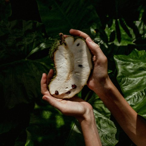 Keajaiban Sirsak yang Mengejutkan, Mampu untuk Meningkatkan Imunitas dan Melawan Kanker