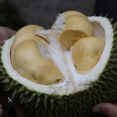 6 Mitos Makan Durian yang Sering Dipercaya, Simak Faktanya