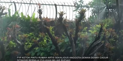 8 Potret Megahnya Paludarium Raksasa di Rumah Denny Cagur, Harganya Ditaksir Miliaran Rupiah