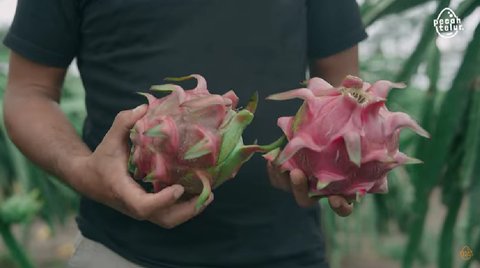 Resign dari Bank BUMN, Pria Asal Banyuwangi Pilih Jadi Petani Buah Naga, Kini Hasilkan Cuan Rp180 Juta Setiap Panen