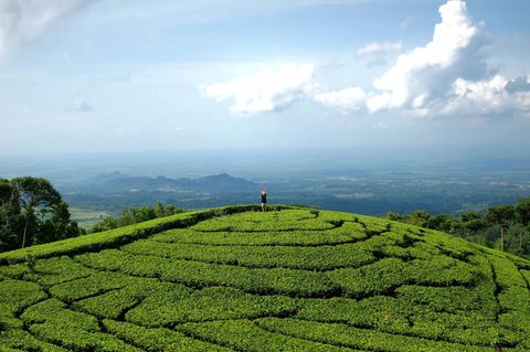 Mengunjungi Desa Girikerto Ngawi, Ada Kebun Teh Warisan Kolonial hingga Mata Air Alami yang Tak Pernah Kering