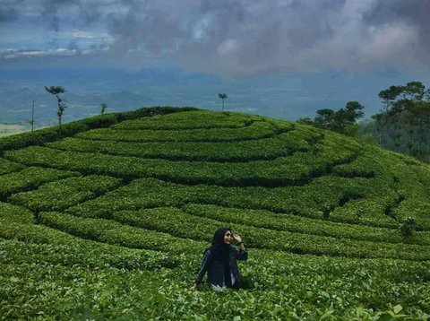 Mengunjungi Desa Girikerto Ngawi, Ada Kebun Teh Warisan Kolonial hingga Mata Air Alami yang Tak Pernah Kering