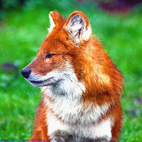 Mengenal Ajag, Anjing Hutan Asli Indonesia Punya Lolongan Panjang tapi Bukan Serigala