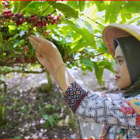 Mencicipi Nikmatnya Kopi Banjarsari Magelang, Sudah Terkenal Sejak Zaman Kolonial Belanda