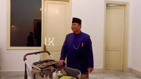 7 Potret Lucu dan Gemas Bobby Kertanegara Kucing Kesayangan Prabowo Ikut Pelantikan Presiden