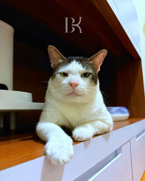 FOTO: Lucunya Bobby Kertanegara Kucing 'Kasta Tertinggi' Prabowo Punya Kamar Sendiri di Istana Negara